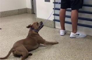 狗趴地搞笑,萌态百出引网友爆笑